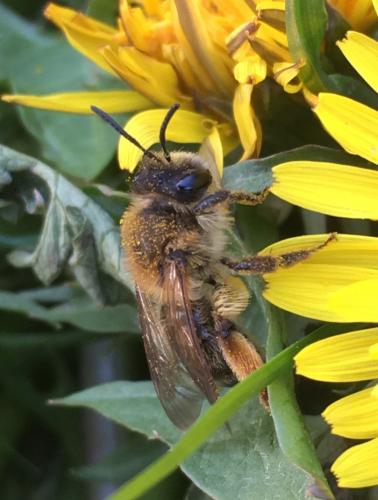 Réf. 227 597 : Andrena tibialis